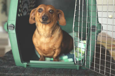 Small Dog in Pet Carrier