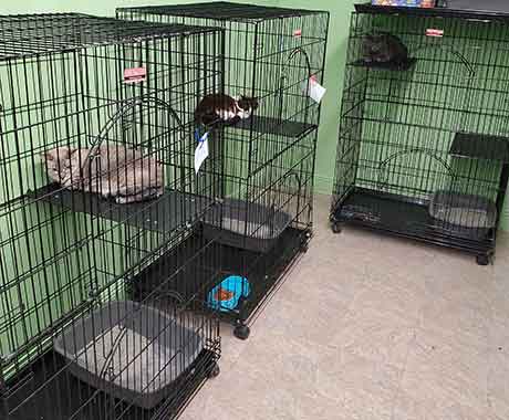 Cat Boarding Cat Area