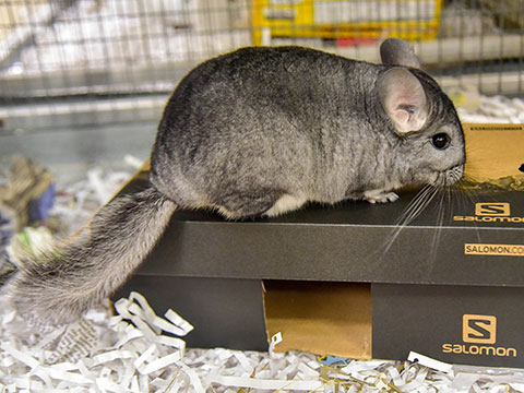 Pet Chinchilla in Cage