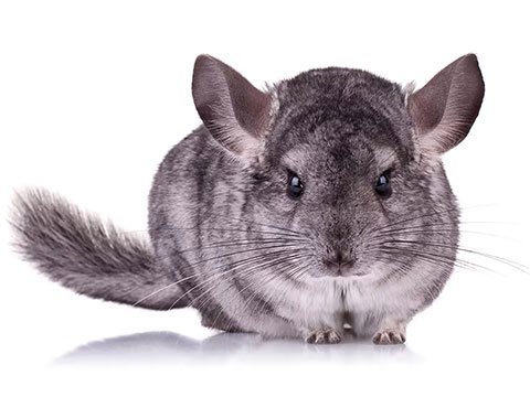 Pet Chinchilla White Background