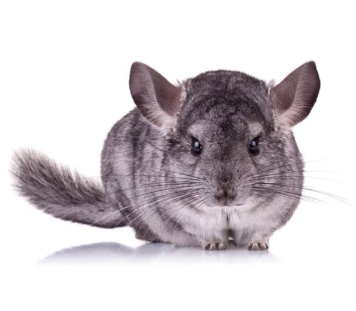 Pet Chinchilla on White Background