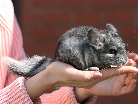 Pet Chinchilla in hand