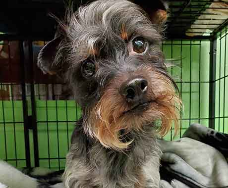 Dog Boarding Customer