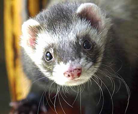 Pet Ferret Near Window