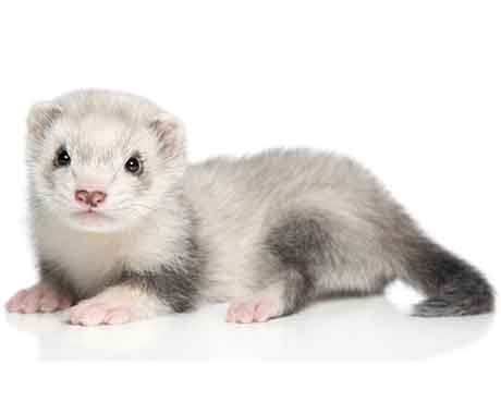 Pet Ferret on White Background