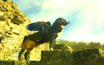 Dog with wings