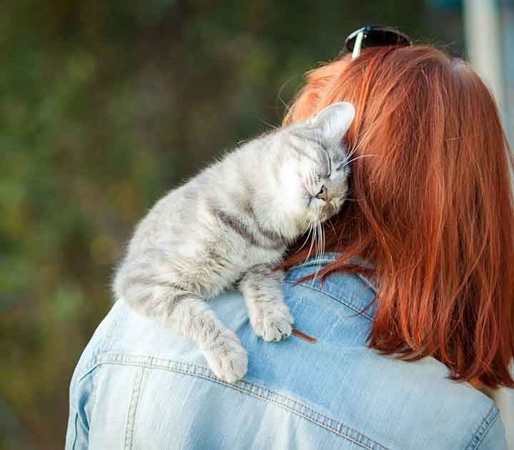 Cat snuggling on shoulder
