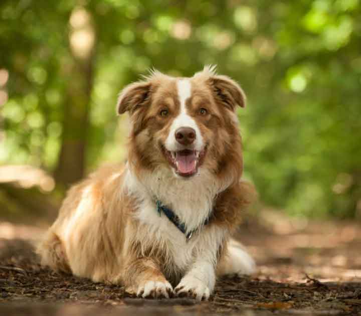 Dog Outside among the trees