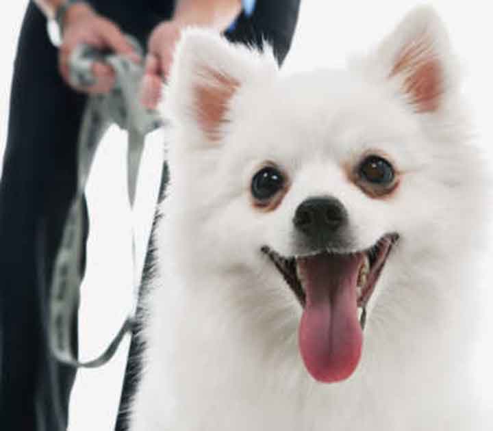 White Dog On Leash