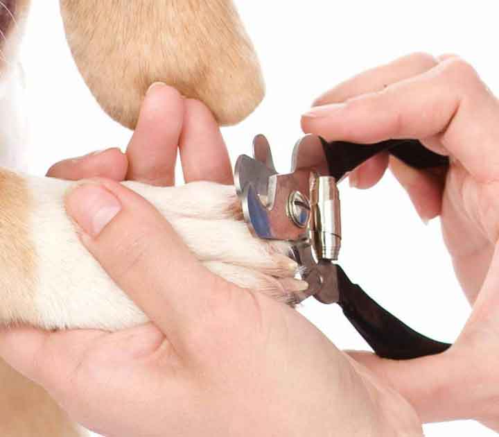 Dog Getting Nail Trim
