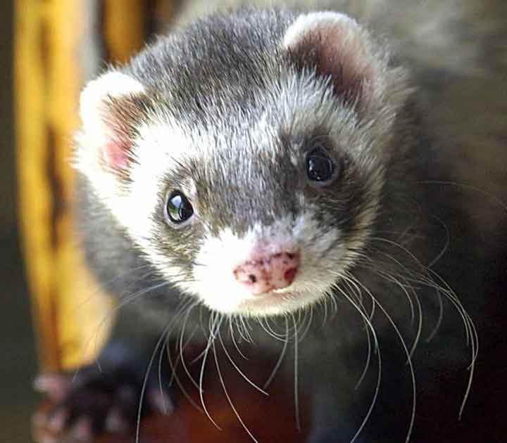 pet ferret in front of window