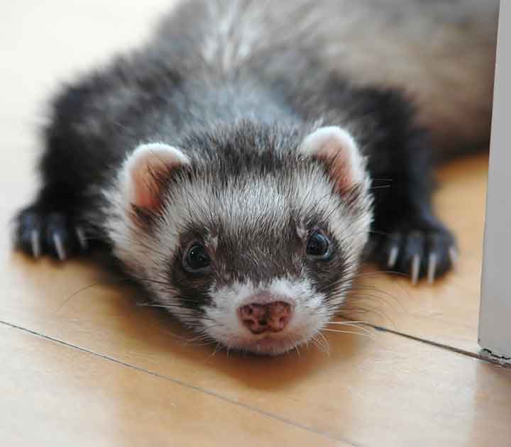 Pet Ferret on Wood Floor
