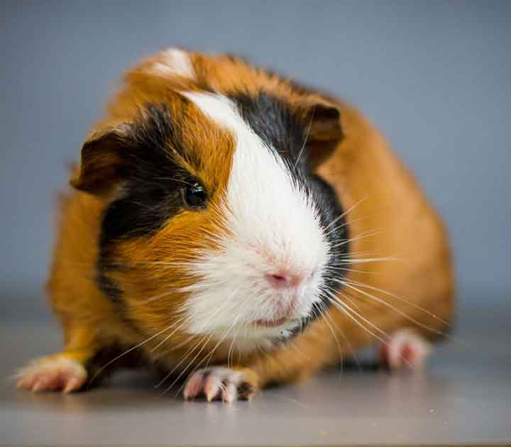 Pet Guinea Pig on Table