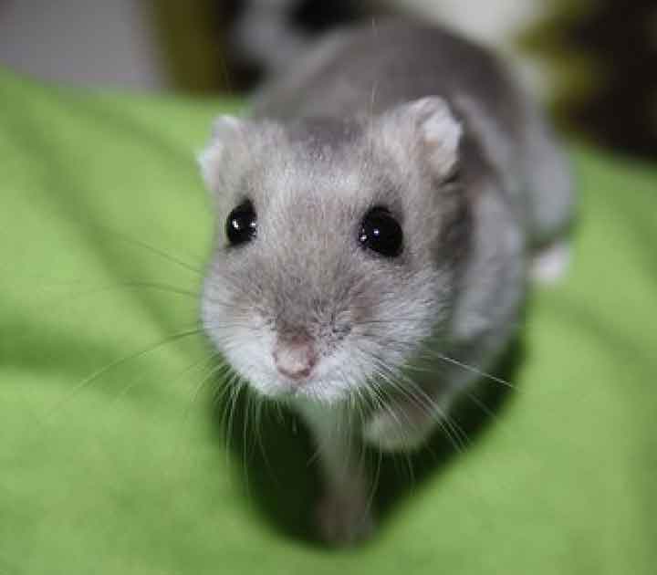 Pet Mouse on Green Blanket