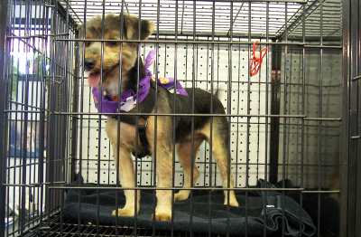 Dog In Grooming Waiting Area