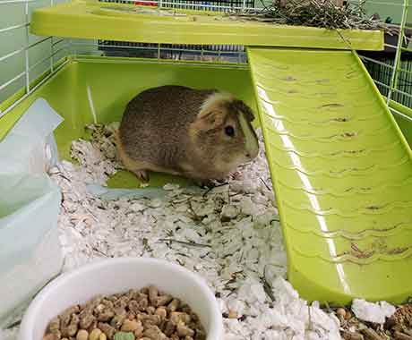 Pet Guinea Pig in Cage