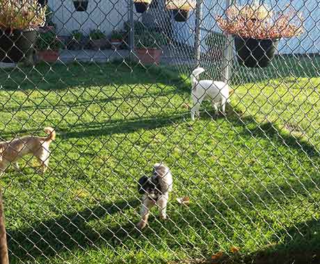 Kennel Outside Play Area With Dogs