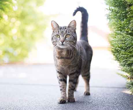 Pet Cat Tail In The Air