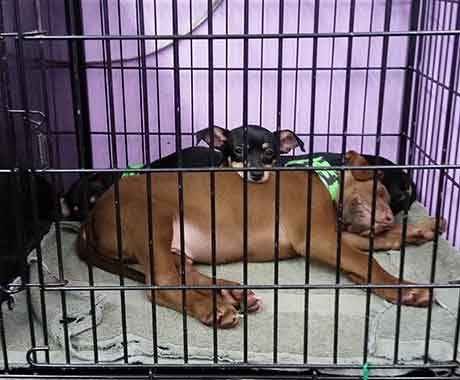 Pet Grooming Dogs Rest Area