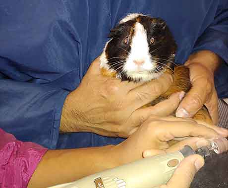 Pet Grooming Dogs Rest Area