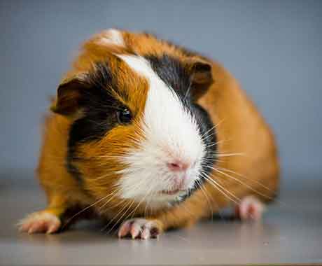 Pet Guinea Pig on Table