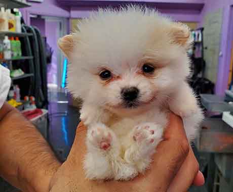 Pet Grooming Puppys First Bath