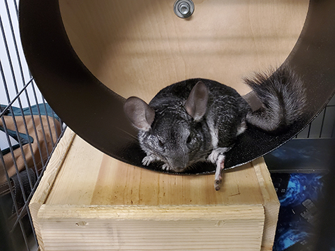Pet Chinchilla White Background