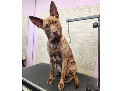 Pet Dog Grooming Client