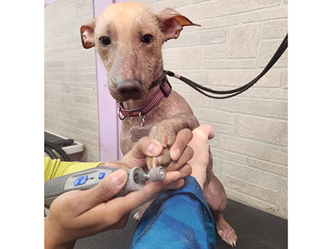 Pet Dog Grooming Nail Trim CLient