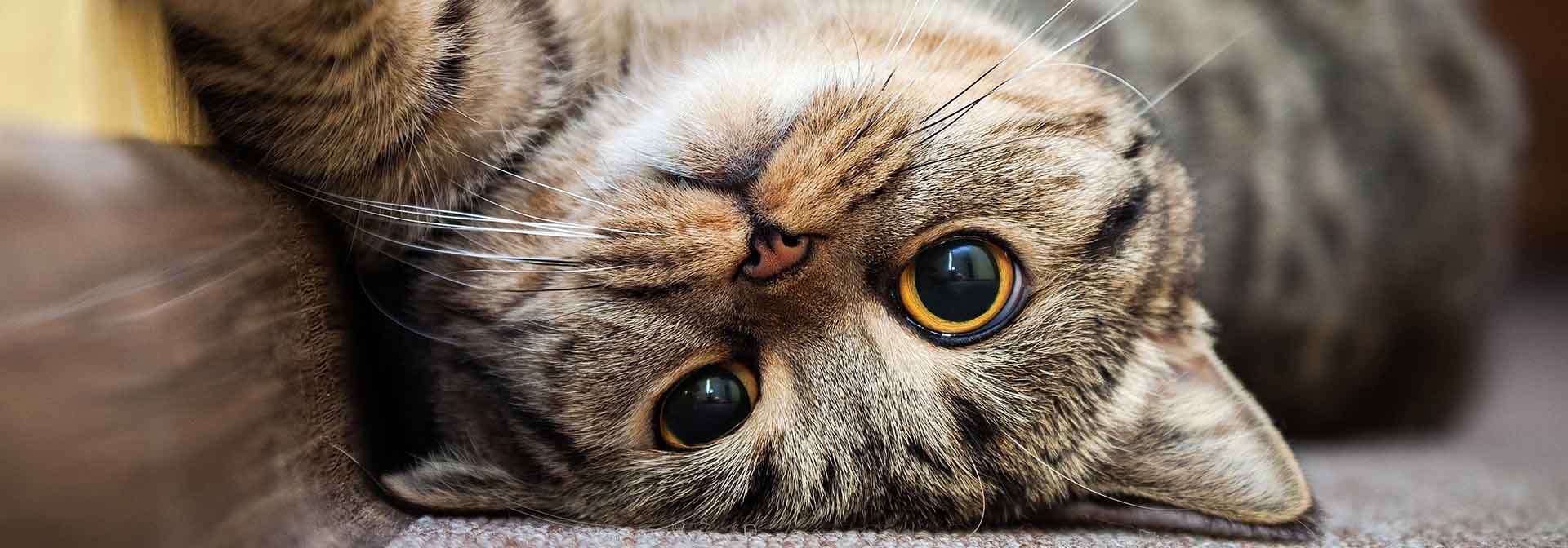 Animal Boarding And Grooming of Farmers Branch cat on back looking at camera slide background