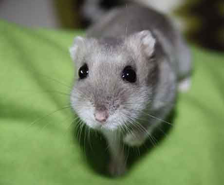 Pet Mouse on Green Blanket